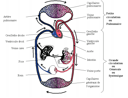 La grande et petite circulation