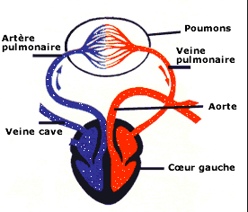 La petite circulation 